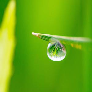 빗방울이 나뭇잎에 부딪히는 수면의 소리