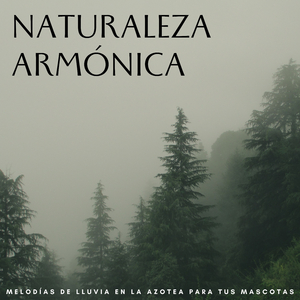 La Lluvia En La Azotea Alivia A Tus Mascotas