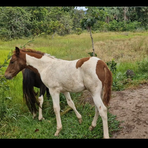 RIVER AND HORSE IN PEACE (Reggae)