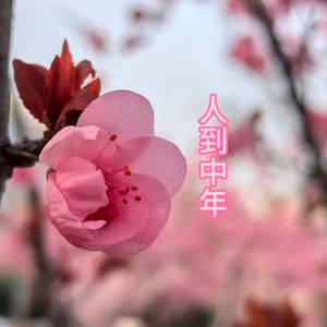 人到中年（重置版）