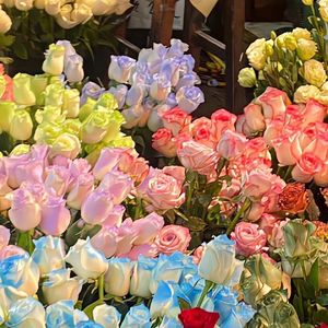 松子（弯弯腰 挺挺背）