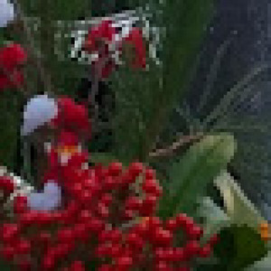 いつまでもらえるの