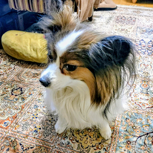 氷の国 (feat. AKIKO)