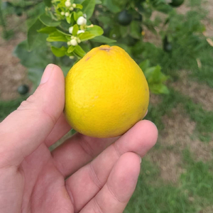 Dandadan (Instrumental)