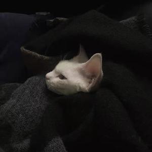 烟火里的尘埃(降调版)（翻自 华晨宇）