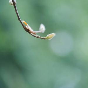 线性时间里的小王