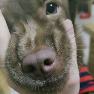 决定了这辈子就和我的狗过