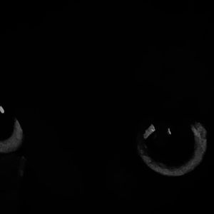 银月牙，迷迭香