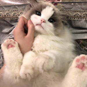 很爱我的宝-超爱版