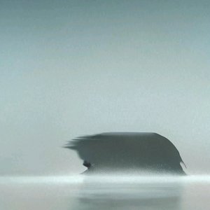 我不是结果的果树