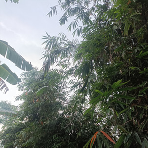 Kanzulkaromi (Remastered 2024)