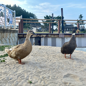 只要地球还有女人