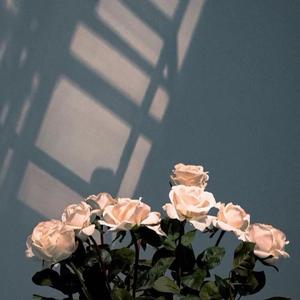 我不是你的宋冬野