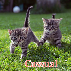 Cassual