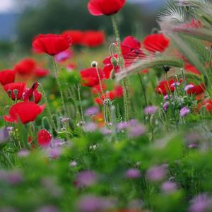 雪落枝头与你白头