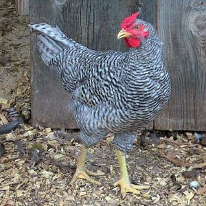 Pictures 2 (feat. Guitar Maps Drum Tracks)