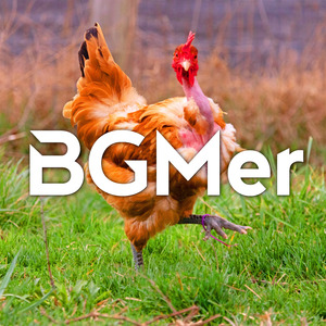 悩めるおんどり