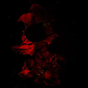 Pulse & Bloom