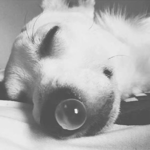 安眠药（Cover 张禄籴）