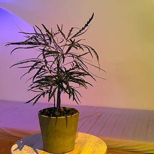 Aralia (instrumental)
