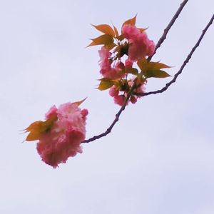 中国风伴奏1