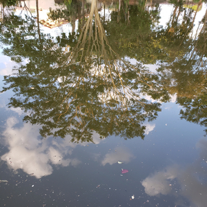 Trois Absences: Ii. La Fille Qui Tuait Des Oiseaux