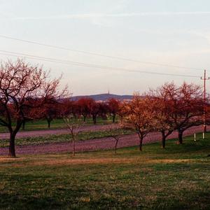 warm flower sided road