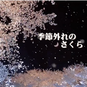 季節外れのさくら（不合季节的樱花）