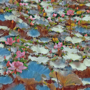 白色的栀子花和斑驳的墙