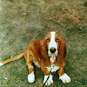 Джонни фунт