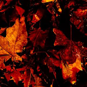 Light Up My Cigarette (home sessions)