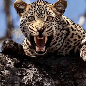 Don't Wanna Know(3D 环绕版)（Salao remix）