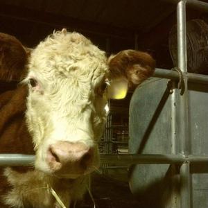 we'll never meet again