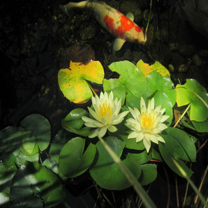 The Royal Pond, Act 2, Scene 4 in G-Flat Major, Op. 21: XIX. Amoderato allegro espressivo