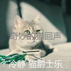 柔和的小猫时刻