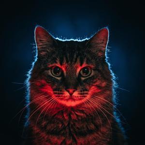 แมวแจว หายเหงาแต่เป็นประสาท