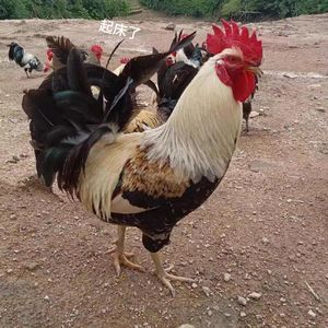 公鸡的叫声