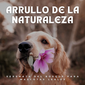 El Concierto Del Grillo