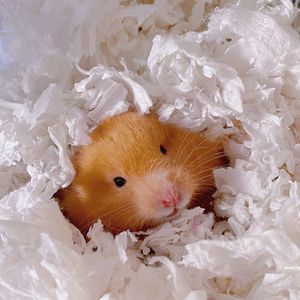 审判者（cover.泽典）