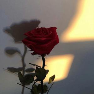 Like That（翻自 Doja Cat）