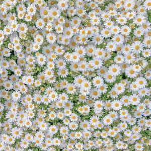 花-demo（Prod by XALER）