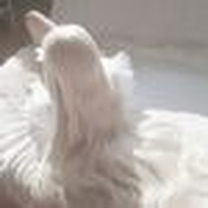 ดาวหางฮัลเลย์ (Sped Up)