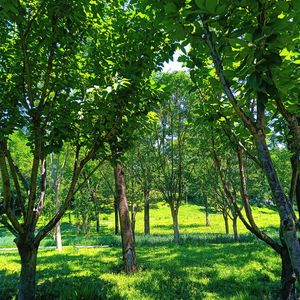 安静（纯音乐）