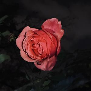 平庸（Cover Jane）（翻自 Jane Zhang）