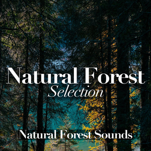 Wind Through the Backwoods