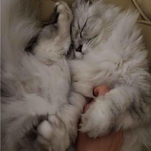 kurushii (feat. Illuminasium & StrawberrySana)