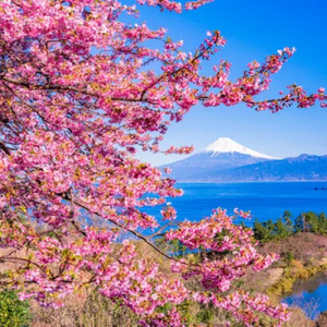 桜の季節 旅立ちの日