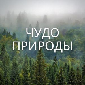 Гармония леса
