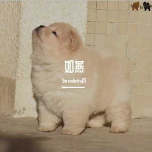 如燕（翻自 Olivia Ong）