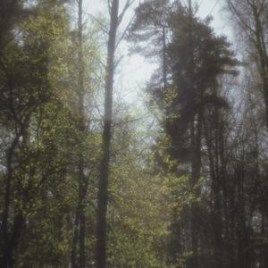 Memory of Light